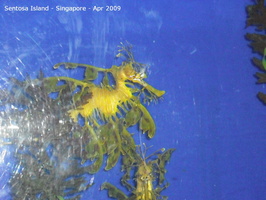 20090422 Singapore-Sentosa Island  16 of 38 